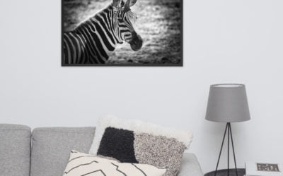 Zebra Portrait in Schwarz Weiß als gerahmter Druck im Großformat über Sofa an der Wand