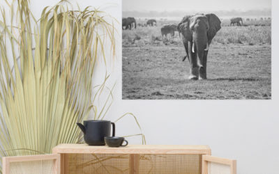 Fotografie Elefant in Schwarz und Weiß auf Leinwand an der Wand über einem Holzregal