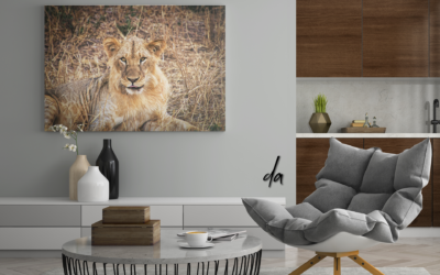 Fotografie Löwe Portrait auf Leinwand im Großformat an der Wand in einem modernem Wohnzimmer